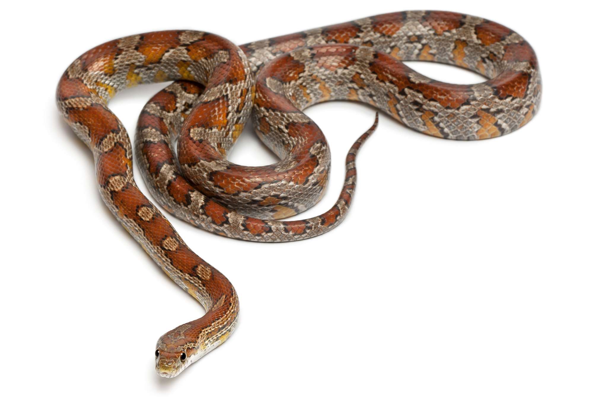 Hognose Snake Diet