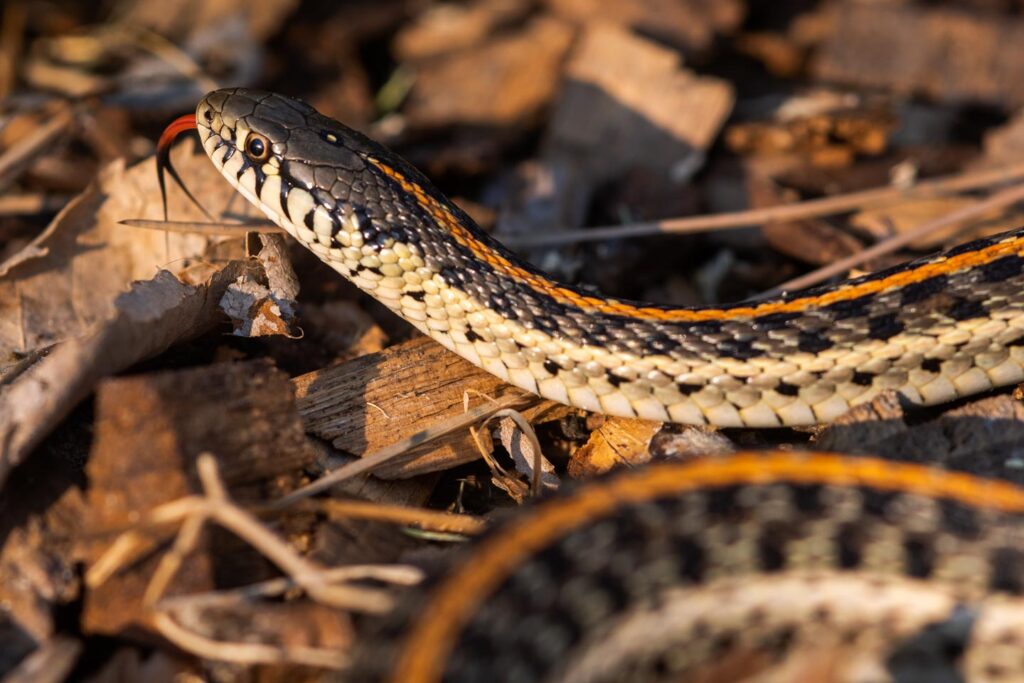 Feeding Hognose Snakes