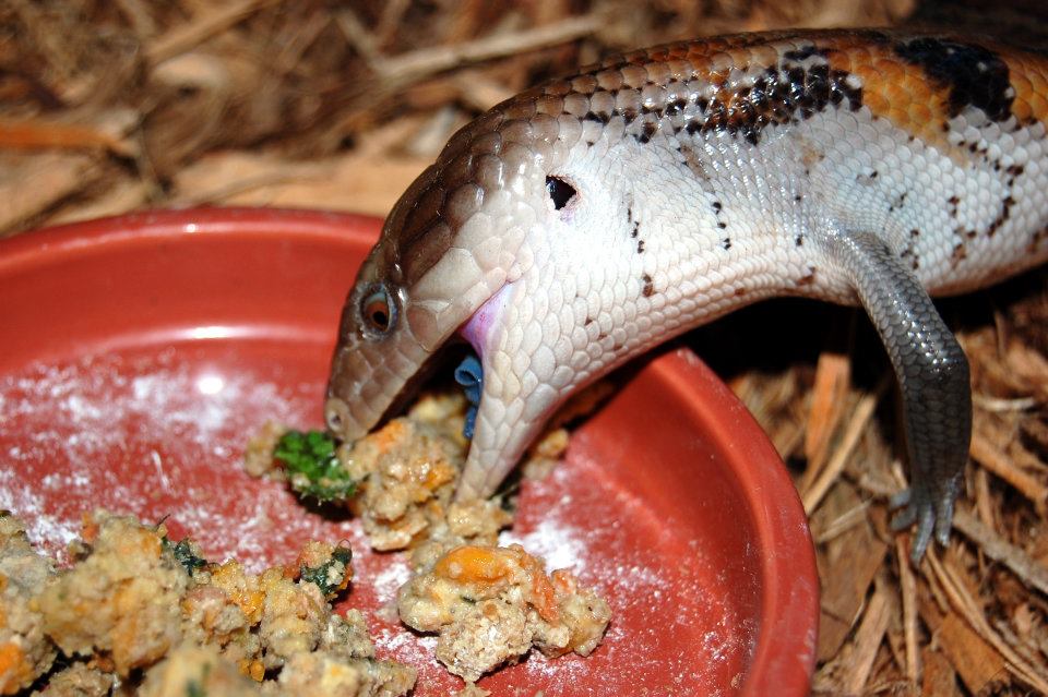 Blue Tongue Skink Diet