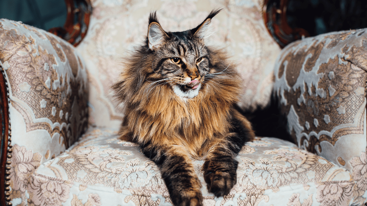 Maine Coon Diet Image 1