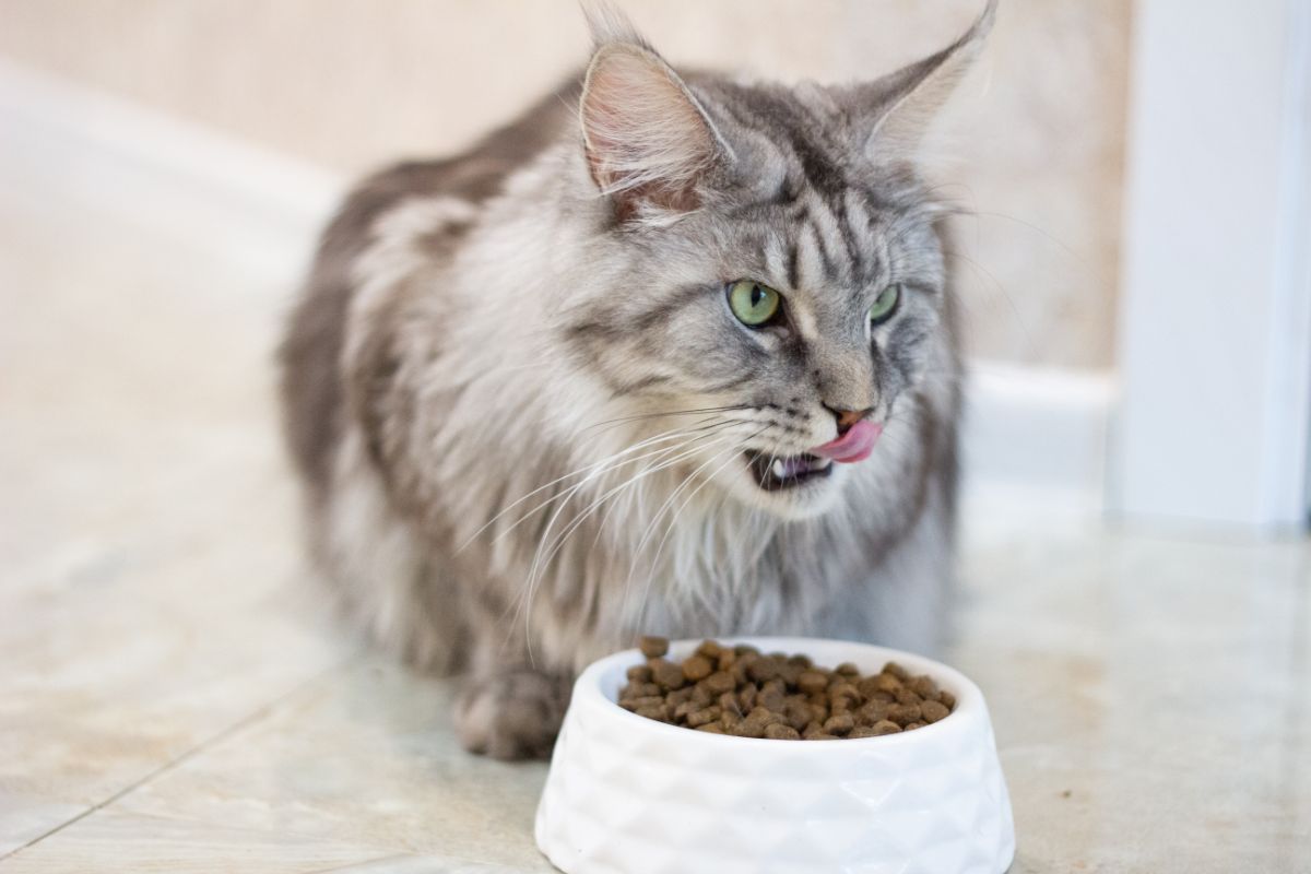 Maine Coon Diet Image 2